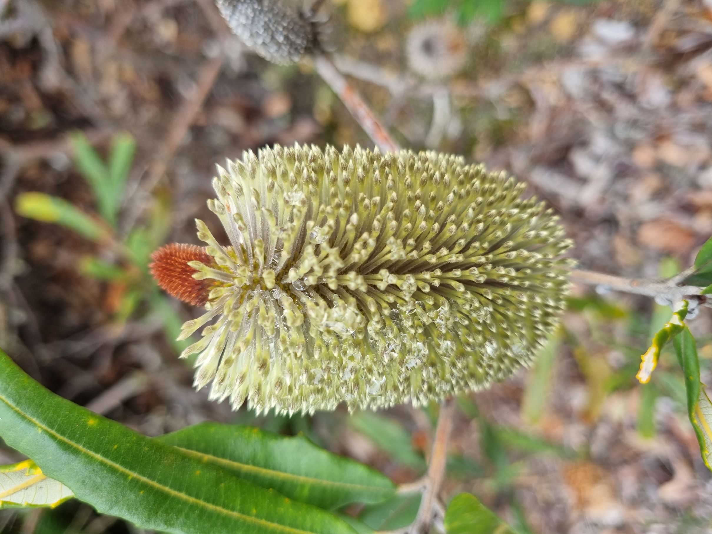 oblongifolia